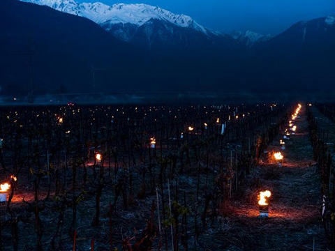 Project of Vineyards antifrost candle