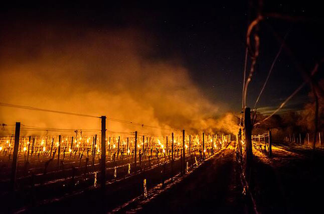 China vineyards antifrost candles manufacturer, against frost candles