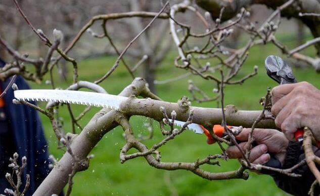 China vineyards antifrost candles, against spring frost candles