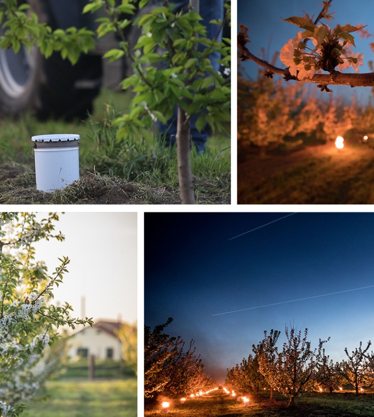 China vineyards antifrost candles, anti frost candles