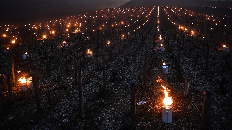 Vineyard hill against frost candles